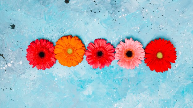 Flores de gerbera brillante en mesa azul