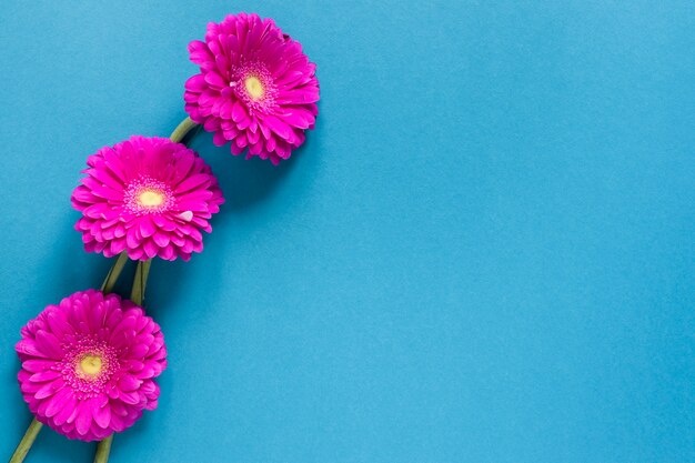 Flores de gerbera con copia espacio sobre fondo azul.