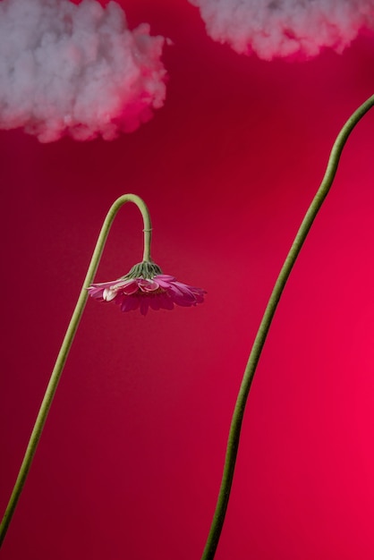 Flores de gerbera con fondo rosa y nubes.