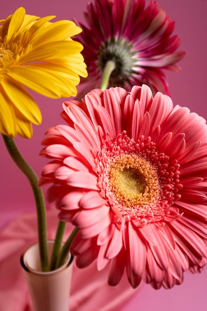 Flores de gerbera con fondo rosa
