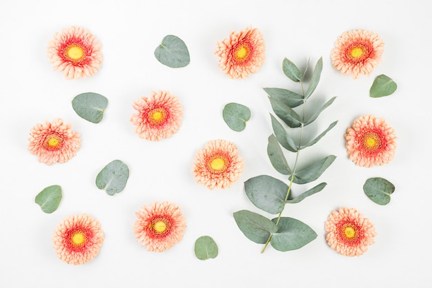 Foto gratuita flores de gerbera y hojas verdes sobre fondo blanco