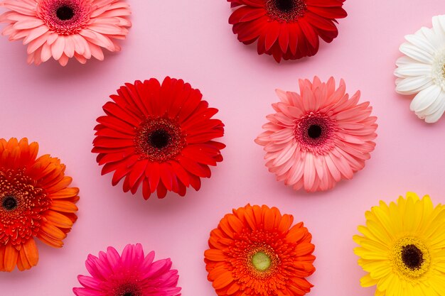 Flores de gerbera sobre fondo rosa