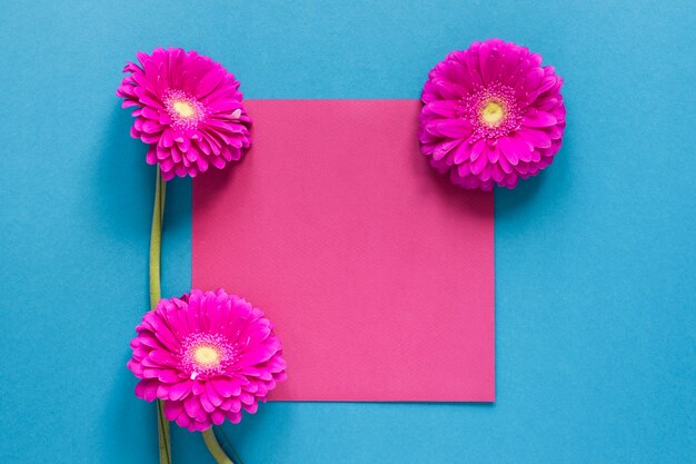 Flores de gerbera y trozo de papel rosa vacío