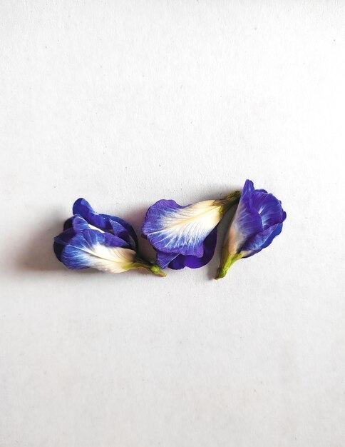 Flores de guisantes de mariposa en flor aisladas en un fondo blanco con espacio libre para texto