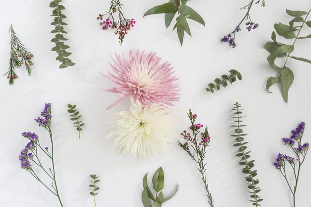 Foto gratuita flores hermosas sobre fondo blanco