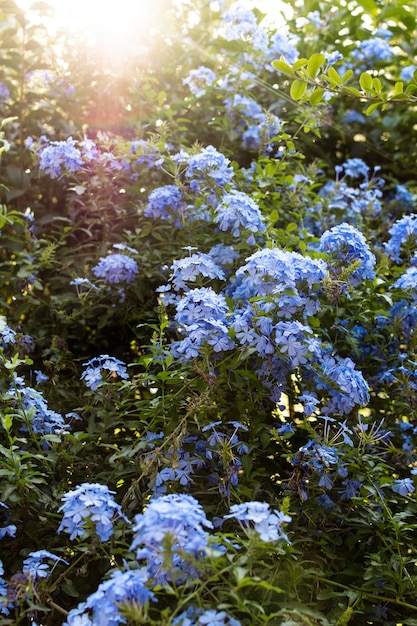 Flores en el jardín de su casa