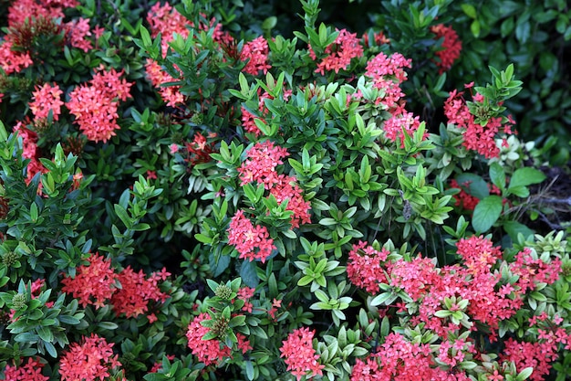 Flores en un jardín