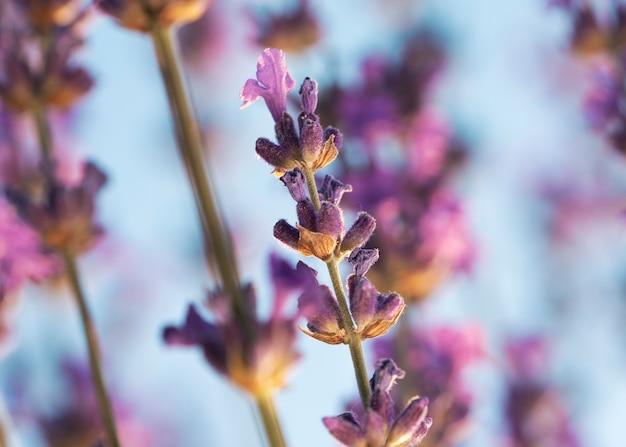 Flores de lavanda borrosas con fondo azul.