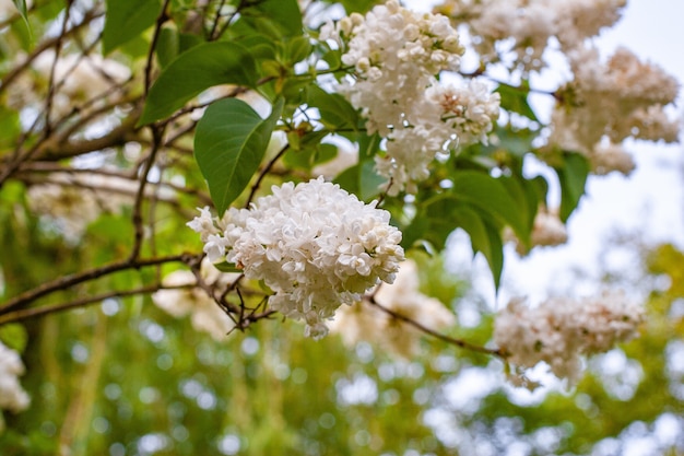 Flores lilas blancas contra el cielo azul