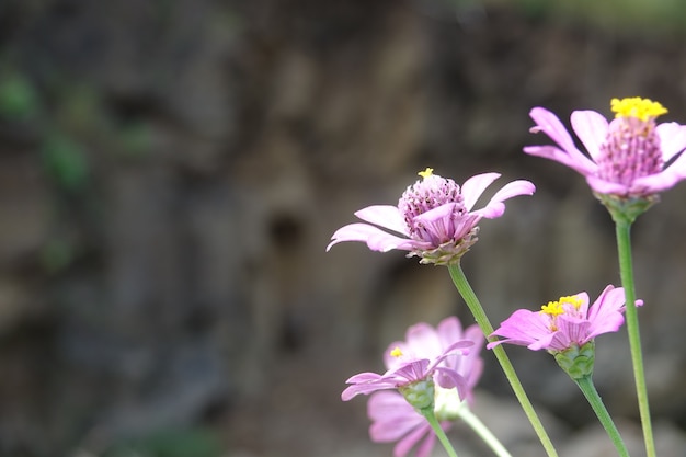 Flores lilas con el fondo desenfocado