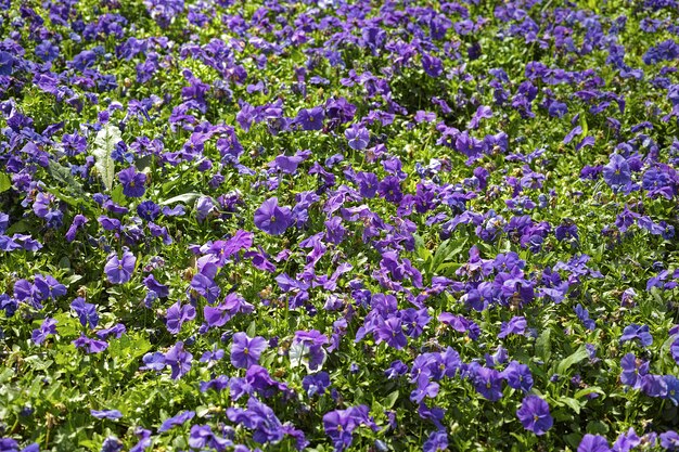 Flores lilas en un jardín 