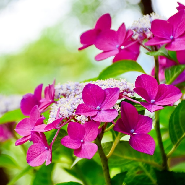 Flores lilas