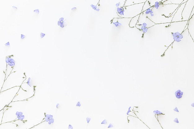 Flores de lino en flor sobre un fondo blanco.