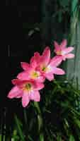 Foto gratuita flores de lirio rosa con un fondo natural borroso