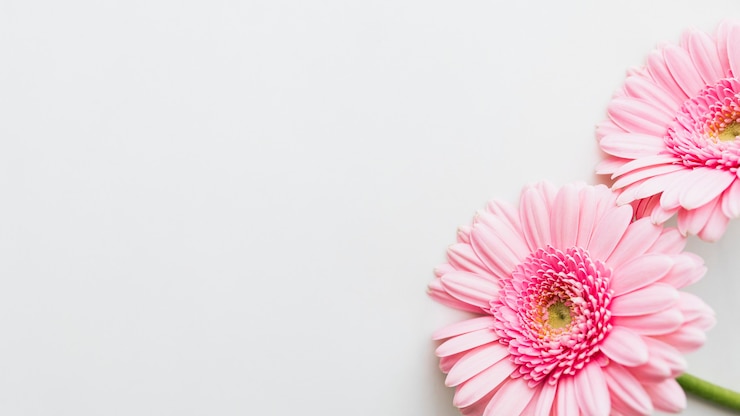 Foto gratuito flores de margarita de gerbera de color rosa claro sobre un fondo gris