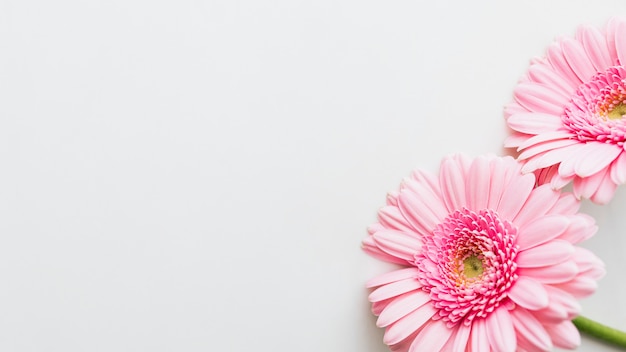 Flores de Margarita de gerbera rosa claro sobre fondo gris