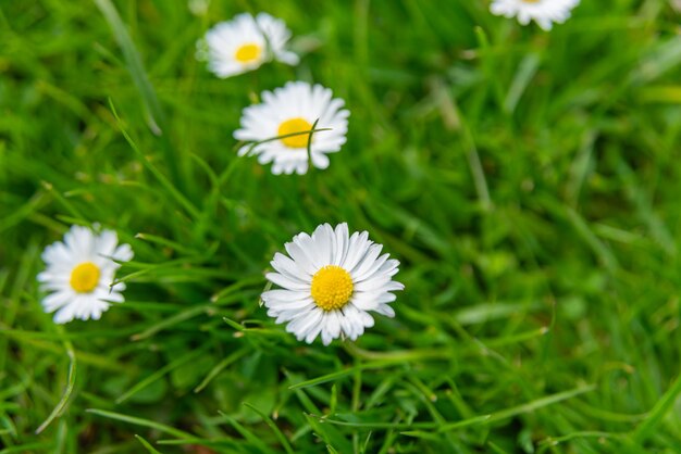 Flores de margaritas de los Países Bajos Holanda