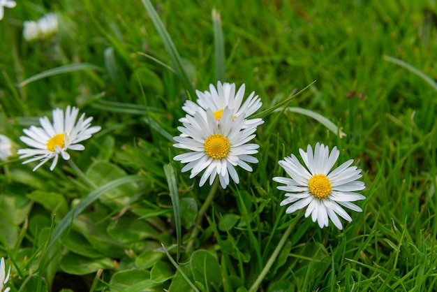 Flores de margaritas de los Países Bajos Holanda