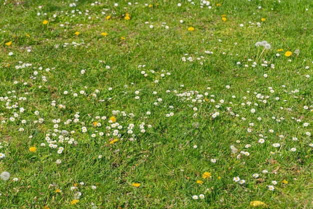 Foto gratuita flores de margaritas de los países bajos holanda