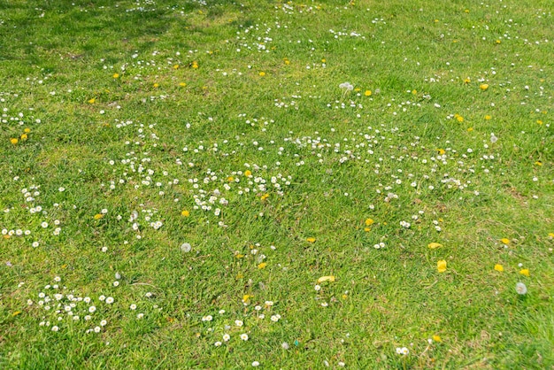 Foto gratuita flores de margaritas de los países bajos holanda