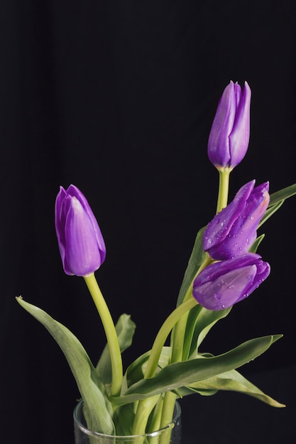 Flores moradas aromáticas con hojas verdes en rocío en jarrón.