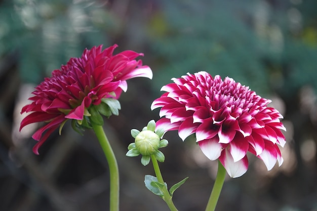 Flores moradas con los bordes blancos