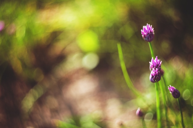 Foto gratuita flores moradas con el fondo borroso