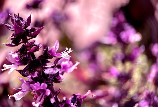 Foto gratuita flores moradas a la luz del sol