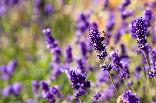 Flores moradas rodeadas de hierba durante el día