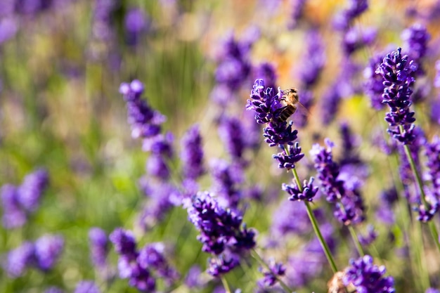 Flores moradas rodeadas de hierba durante el día