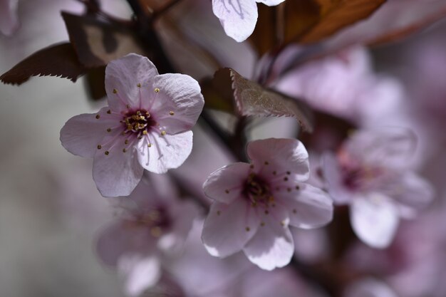 Flores con motitas