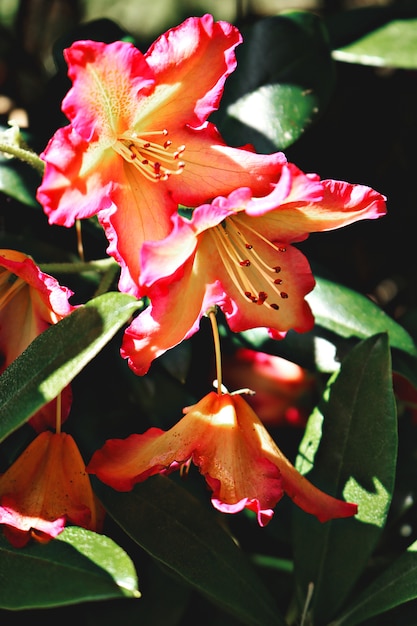 Flores de naranja pelada