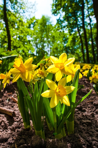 Flores narcisos en el jardín de flores de Keukenhof, Lisse, Holanda, Holanda