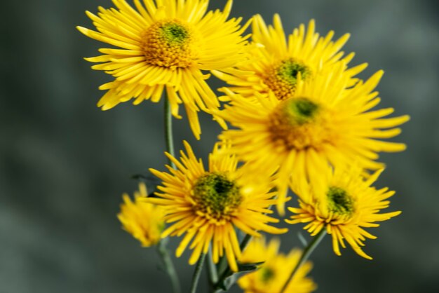 Flores naturales con efecto borroso