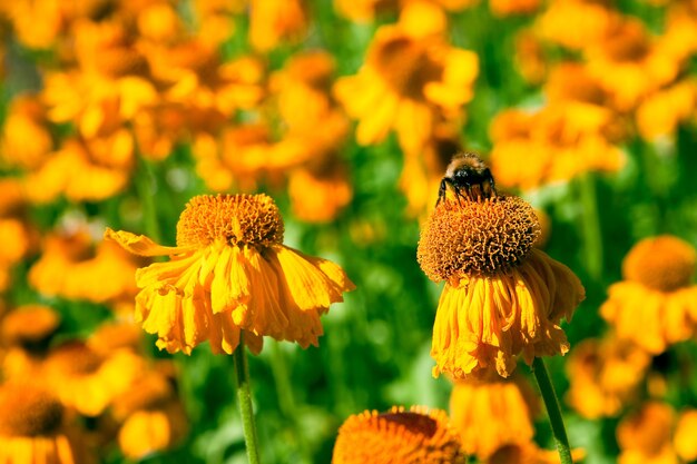 Flores en la naturaleza