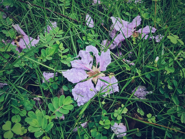 Flores en la naturaleza