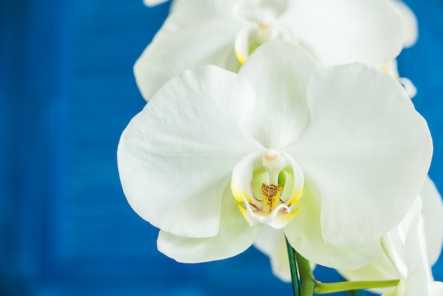 flores de la orquídea