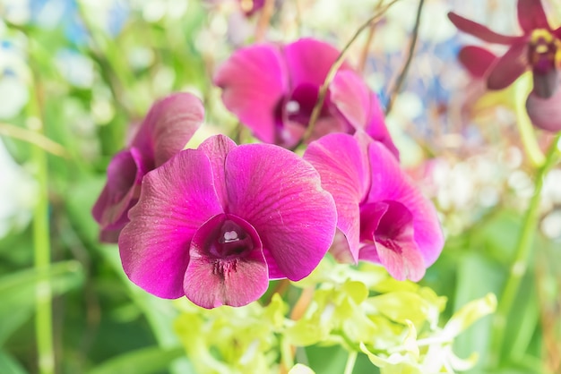 Flores de orquidea