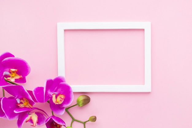 Foto gratuita flores de orquídeas sobre un fondo rosa espacio de copia