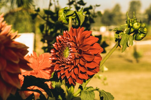 Flores en otoño