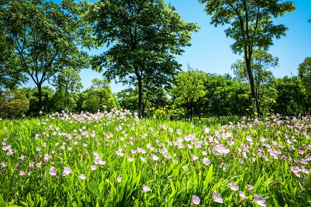 Foto gratuita flores en el parque