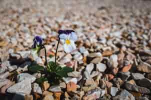 Foto gratuita flores de pensamiento salvaje bellamente florecidas