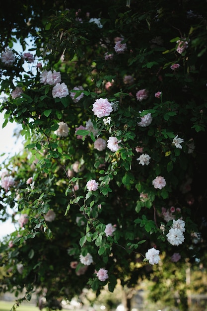 Flores de pétalos blancos