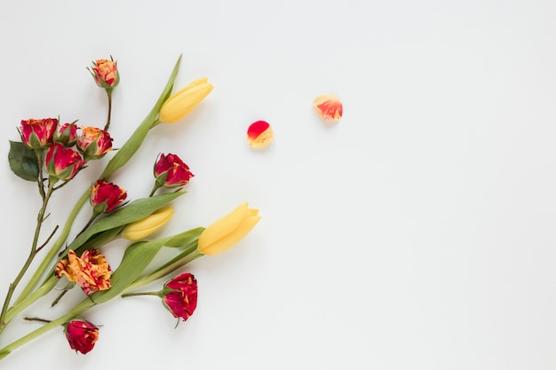 Flores y pétalos de colores cálidos de primavera