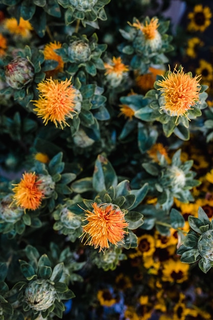 Flores de pétalos de naranja