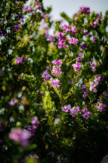 Flores de pétalos rosas