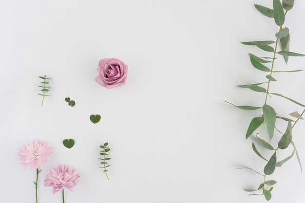 Flores y plantas sobre fondo blanco