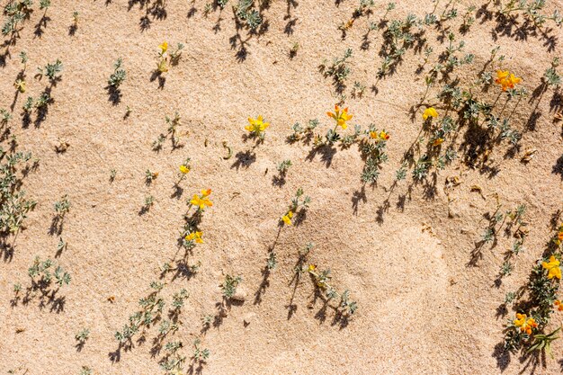 Flores de playa en la arena