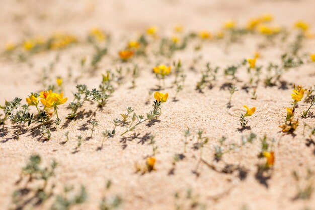 Flores en la playa de arena