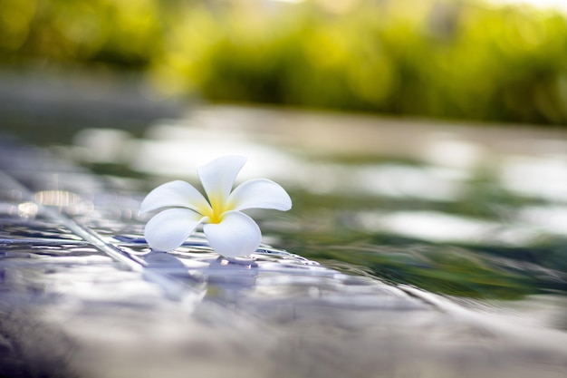 Flores de plumeria al lado de la piscina